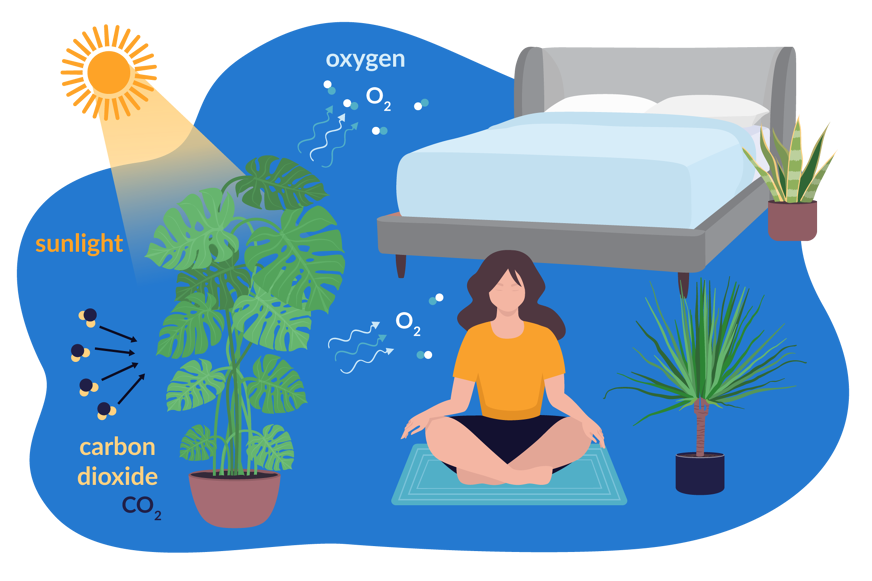 oxygen production with plants